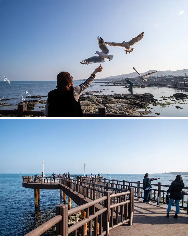 Visitor feeding seagulls while enjoying the view at Homigot Sunrise Square