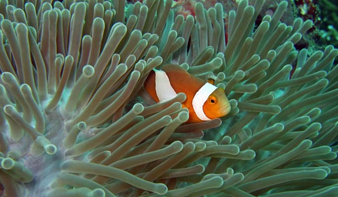 Surin Islands 1 Day Tour by Speedboat (+ Snorkeling/Lunch) (+ Hotel Transfer) - from Phuket/ Khao Lak