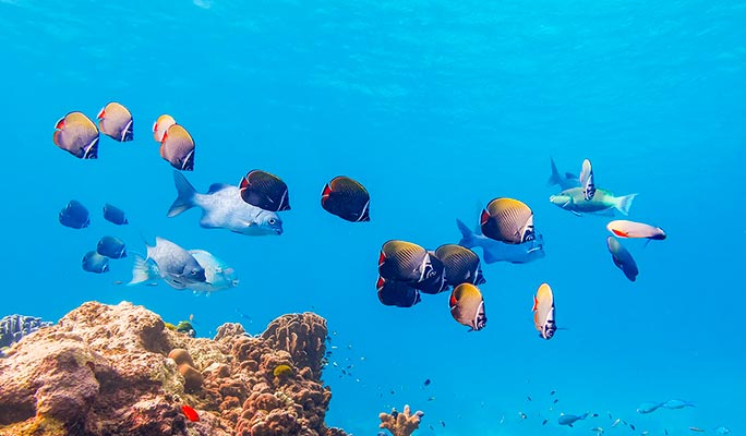Surin Islands 1 Day Tour by Speedboat (+ Snorkeling/Lunch) (+ Hotel Transfer) - from Phuket/ Khao Lak