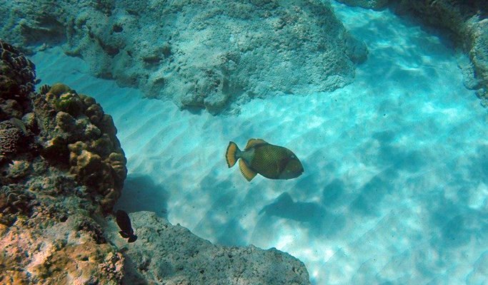 Surin Islands 1 Day Snorkeling Tour by Speedboat (+Lunch/Transfer) - from Khao Lak