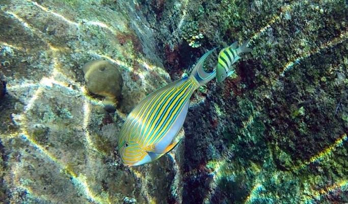 Surin Islands 1 Day Snorkeling Tour by Speedboat (+Lunch/Transfer) - from Khao Lak