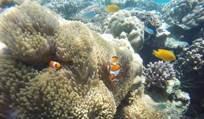 Surin Islands 1 Day Snorkeling Tour by Speedboat (+Lunch/Transfer) - from Khao Lak