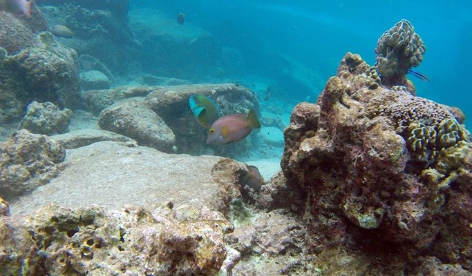 Surin Islands 1 Day Snorkeling Tour by Speedboat (+Lunch/Transfer) - from Khao Lak