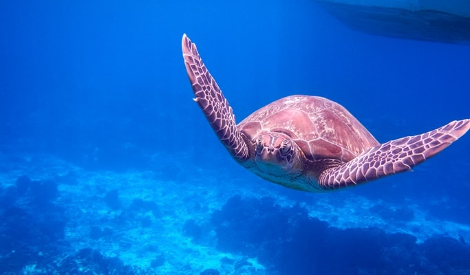 Surin Islands 1 Day Tour by Speedboat (+Breakfast/Lunch/Snorkeling) - from Phuket (~mid May)