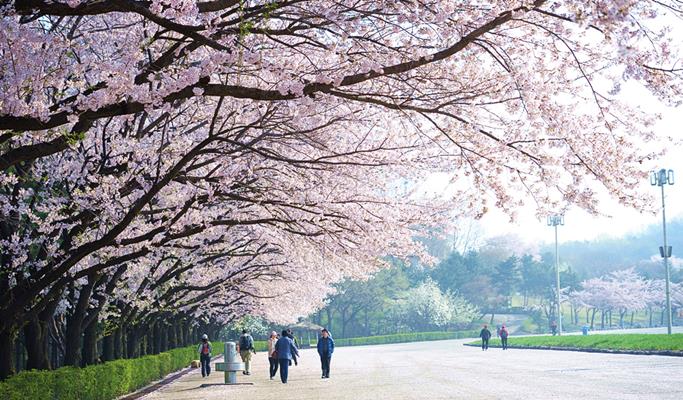 Suwon Hwaseong Hot Air Balloon Cherry Blossom 1 Day Tour 2019 (Apr 8~18 ...