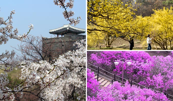 春季特惠：水原華城＆利川栢沙山茱萸節/遠美山杜鵑花節１日遊 - 首爾出發（3月18日~4月10日）
