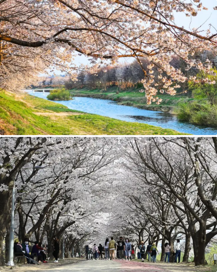 Night view of illuminated cherry blossoms along Hwanguji-cheon riverside.