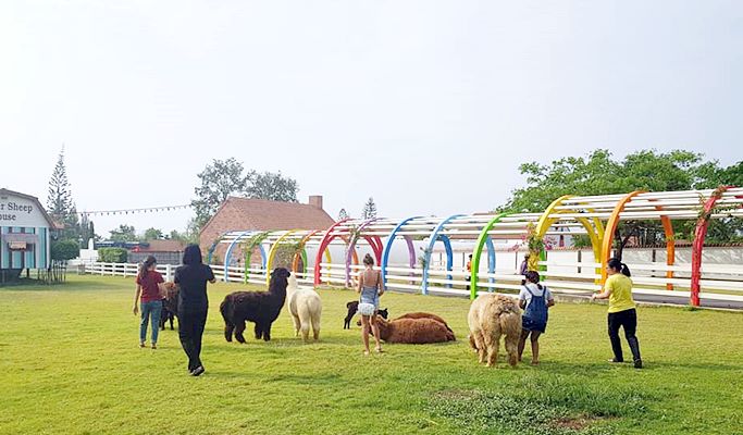 Swiss Sheep Farm Pattaya Discount Ticket (+Private Transfer option)