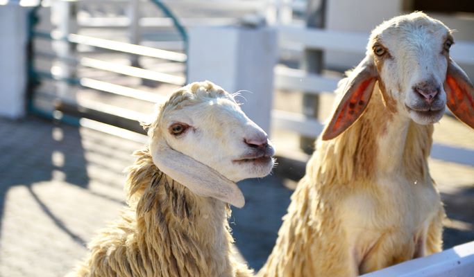 Swiss Sheep Farm Pattaya Discount Ticket (+Private Transfer option)