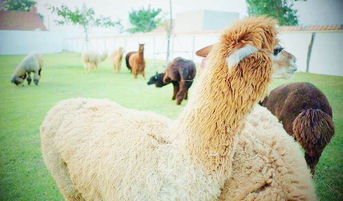 Swiss Sheep Farm Pattaya Discount Ticket (+Private Transfer option)