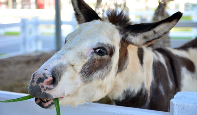 Swiss Sheep Farm Pattaya Discount Ticket (+Private Transfer option)