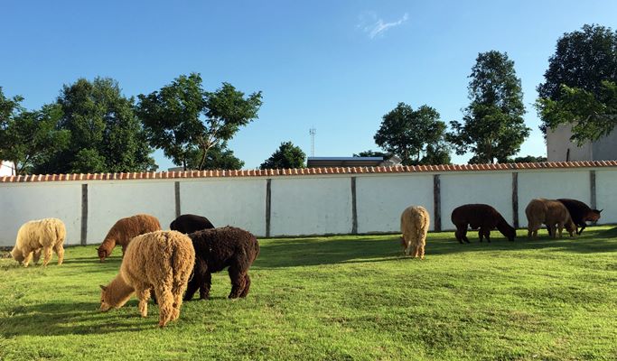 Swiss Sheep Farm Pattaya Discount Ticket (+Private Transfer option)