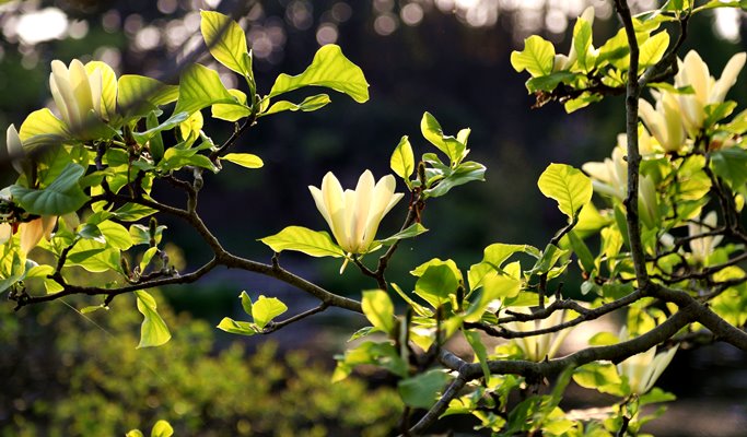 Spring Special: Taean Magnolia Festival + Mallipo Beach + Strawberry Picking 1 Day Tour - From Seoul (Apr 13~27)