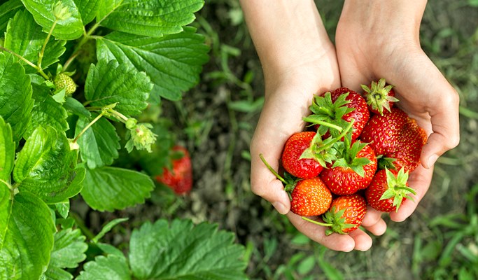 Spring Special: Taean Magnolia Festival + Mallipo Beach + Strawberry Picking 1 Day Tour - From Seoul (Apr 13~27)