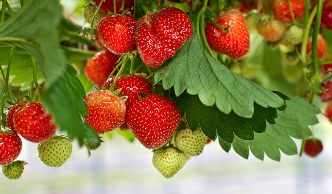 Spring Special: Taean Magnolia Festival + Mallipo Beach + Strawberry Picking 1 Day Tour - From Seoul (Apr 13~27)