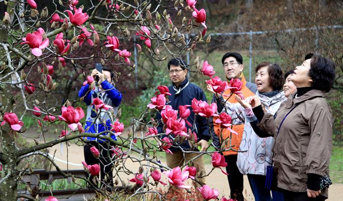 Spring Special: Taean Magnolia Festival + Mallipo Beach + Strawberry Picking 1 Day Tour - From Seoul (Apr 13~27)