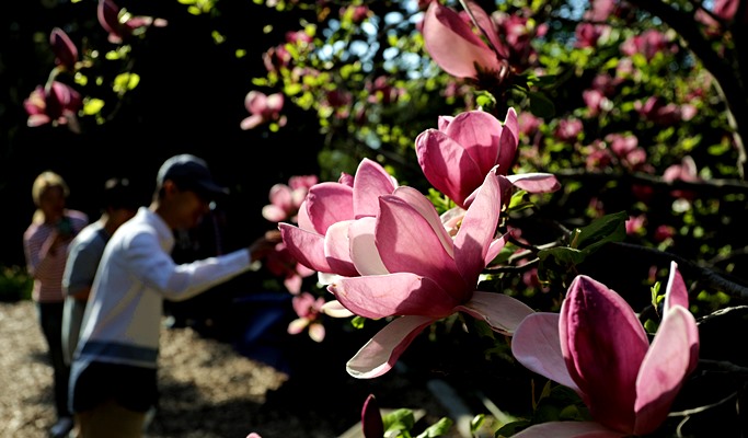 Spring Special: Taean Magnolia Festival + Mallipo Beach + Strawberry Picking 1 Day Tour - From Seoul (Apr 13~27)