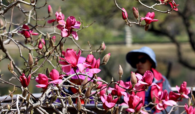 Spring Special: Taean Magnolia Festival + Mallipo Beach + Strawberry Picking 1 Day Tour - From Seoul (Apr 13~27)