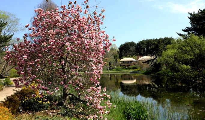 Spring Special: Taean Magnolia Festival + Mallipo Beach + Strawberry Picking 1 Day Tour - From Seoul (Apr 13~27)