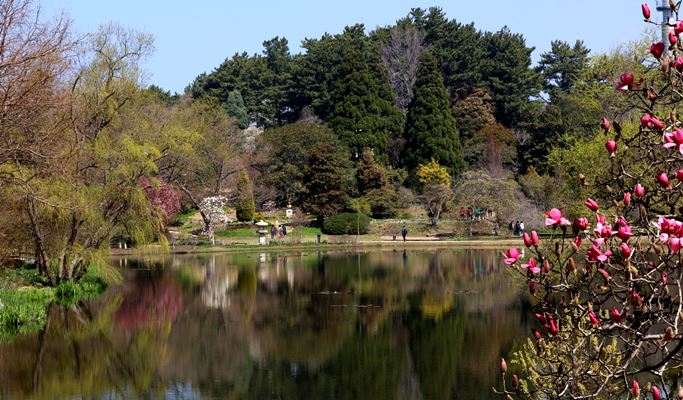 Spring Special: Taean Magnolia Festival + Mallipo Beach + Strawberry Picking 1 Day Tour - From Seoul (Apr 13~27)