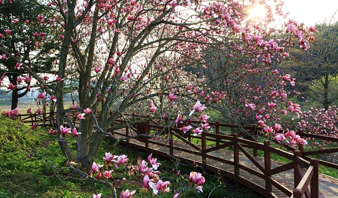 Spring Special: Taean Magnolia Festival + Mallipo Beach + Strawberry Picking 1 Day Tour - From Seoul (Apr 13~27)