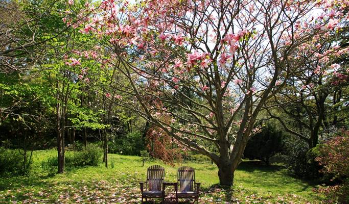 Spring Special: Taean Magnolia Festival + Mallipo Beach + Strawberry Picking 1 Day Tour - From Seoul (Apr 13~27)