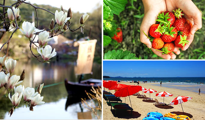 Spring Special: Taean Magnolia Festival + Mallipo Beach + Strawberry Picking 1 Day Tour - From Seoul (Apr 13~27)