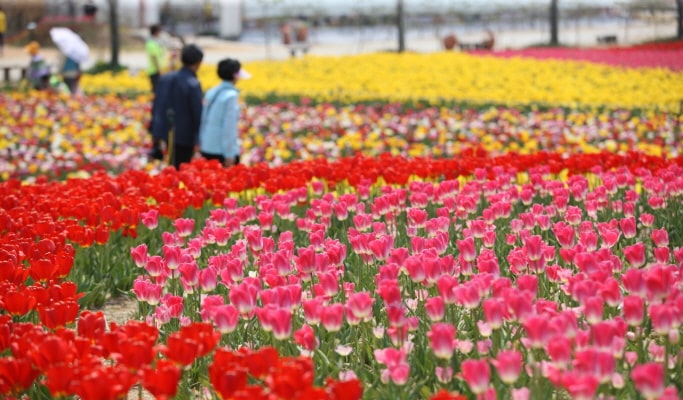春季特輯：泰安鬱金香節&草莓採摘一日遊（4月8日~5月6日）