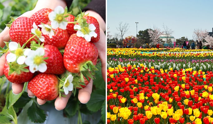 strawberry picking tour seoul