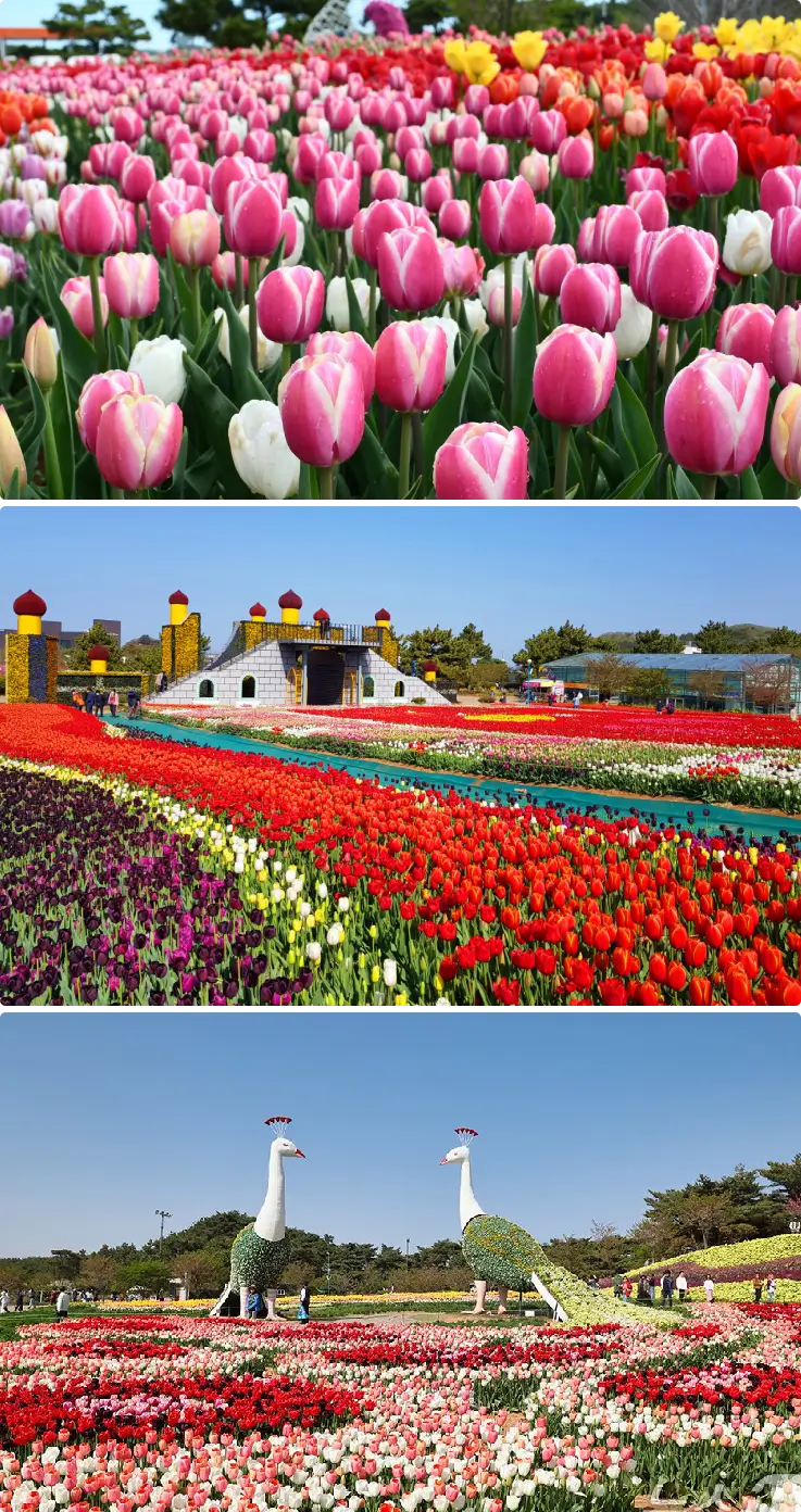 Colorful tulip fields in full bloom at Taean Tulip Festival in spring