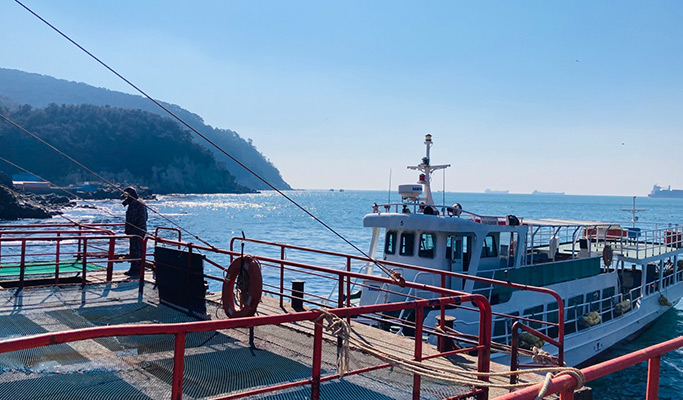 Spring Special: Busan Yeongdo Island Cherry Blossom Tour - from Busan (Mar 25~Apr 10)