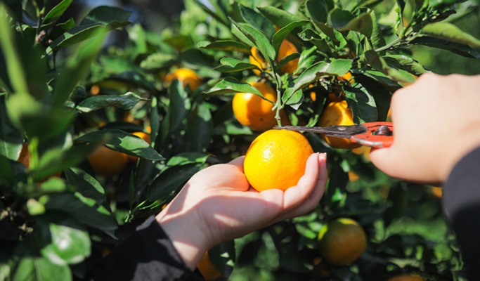 Tangerine Picking Experience in Jeju - Trazy, Korea's #1 ...