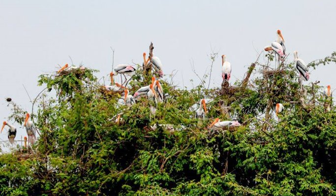 Tonle Sap Lake Floating Village Sunset Tour by Boat (+ Buffet Dinner on Floating Restaurant) (Half Day)