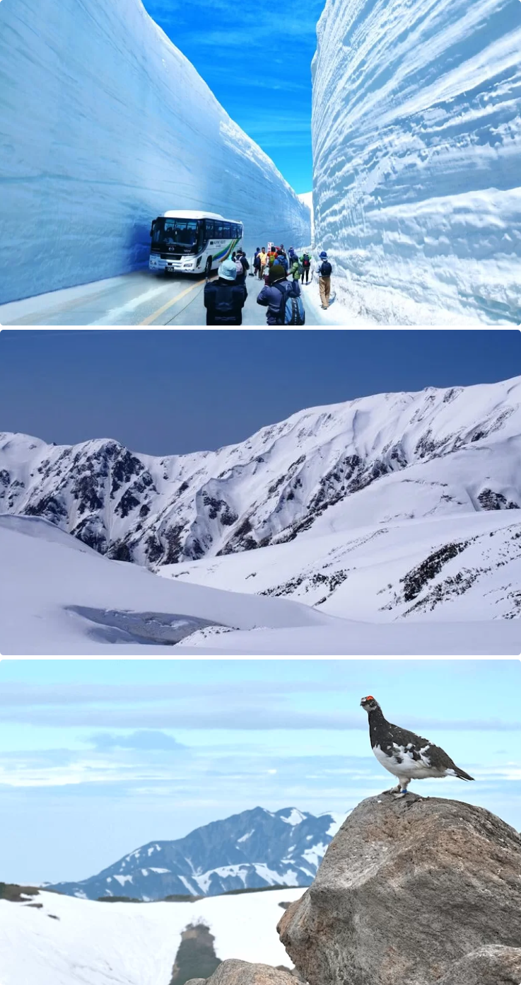 Immense snow walls of the Tateyama-Kurobe Alpine Route.