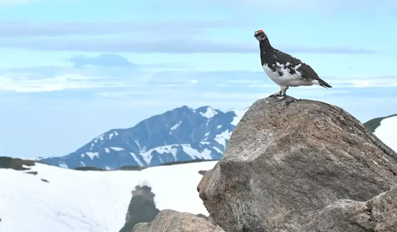 Tateyama-Kurobe Snow Walls 1 Day Tour from Nagano - view 1