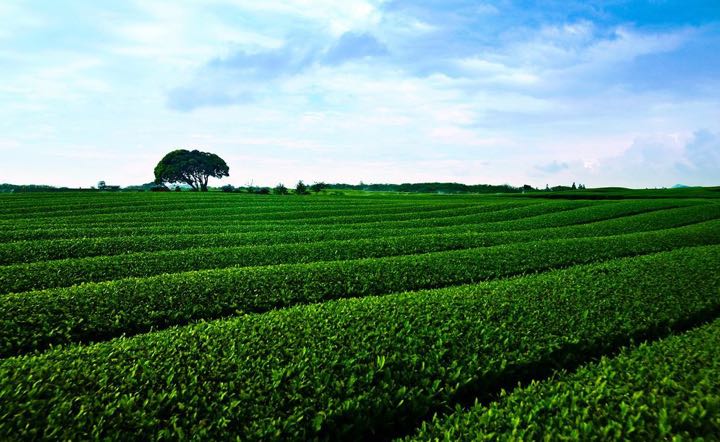 Jeju Island Custom Private Van Tour (up to 12 passengers)