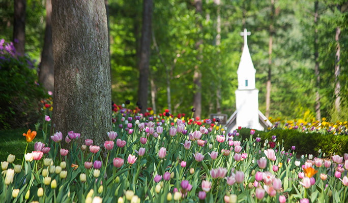 Seoul Vicinity: Nami Island + Garden of Morning Calm + Strawberry Picking 1 Day Tour