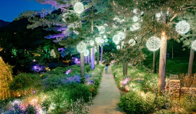 Nami Island & Apple Picking (+Rail Bike/ The Stay Healing Park/ Alpaca Garden) Tour