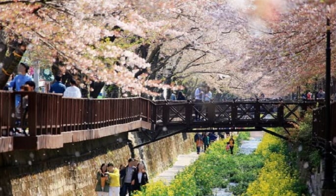 春スペシャル：鎮海(チネ) 桜1日ツアー - ソウル発（3月28日～4月6日）