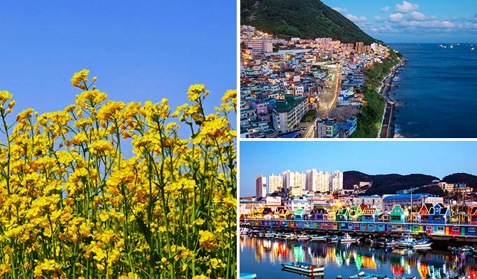 Spring Special: Busan Daejeo Ecological Park Canola Flower Festival + Janglim Harbor + Huinnyeoul Cultural Village (Morning/Afternoon) Tour - From Busan (Apr 2~18)