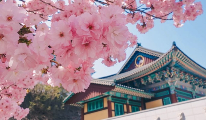 全州韓屋村＆樹木園＋平澤季節花卉節一日遊（首爾出發）