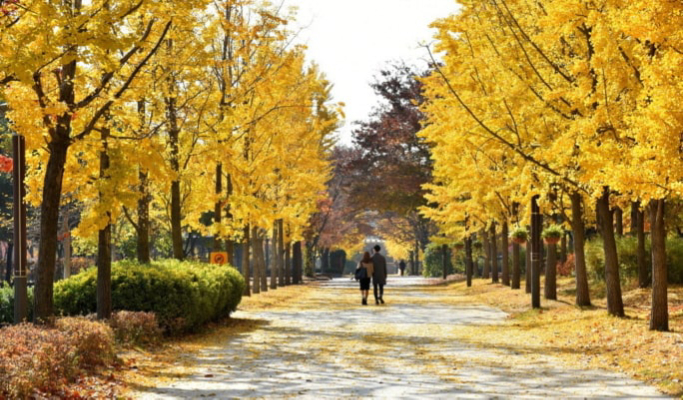Seoul Walking Tour: Seongsu-dong Cafes, Shopping, K-pop & Culture