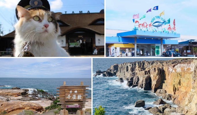 Wakayama Kishi Station & Toretore Market & Senjojiki & Sandanbeki 1 Day Tour from Osaka