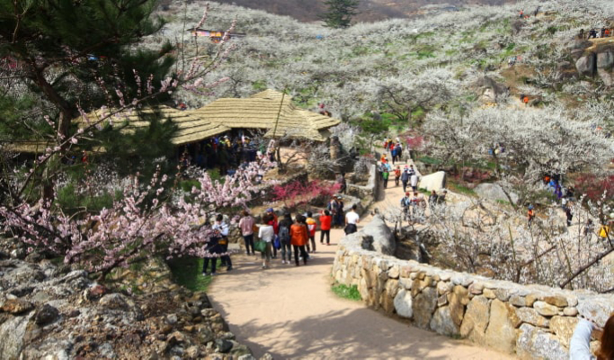 Spring Special: Gwangyang Plum Blossom (Maehwa) Festival & Jeonju Hanok Village 1 Day Tour - from Seoul (Mar 10~21)