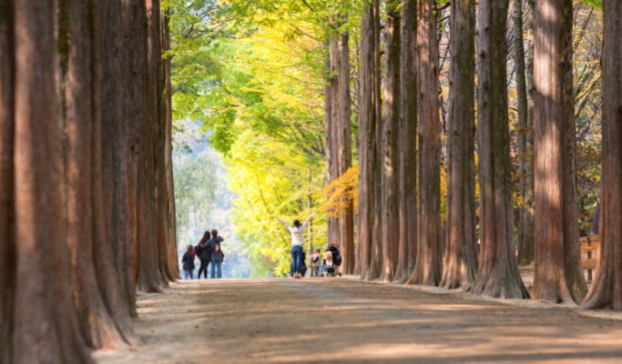和談植物園+南怡島+江村鐵路自行車1日遊（首爾出發）（3月29日~9月30日）