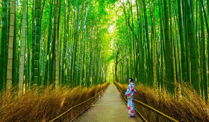 Kyoto Yanagiya Kannon & Arashiyama & Kiyomizudera 1 Day Tour from Oksaka/Kyoto