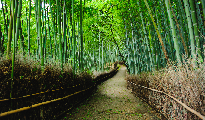 Kyoto Yanagiya Kannon & Arashiyama & Kiyomizudera 1 Day Tour from Oksaka/Kyoto