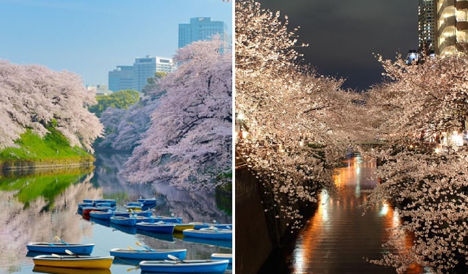 Spring Special: Tokyo Afternoon & Night Cherry Blossom Tour (Mar 25~Apr 15)