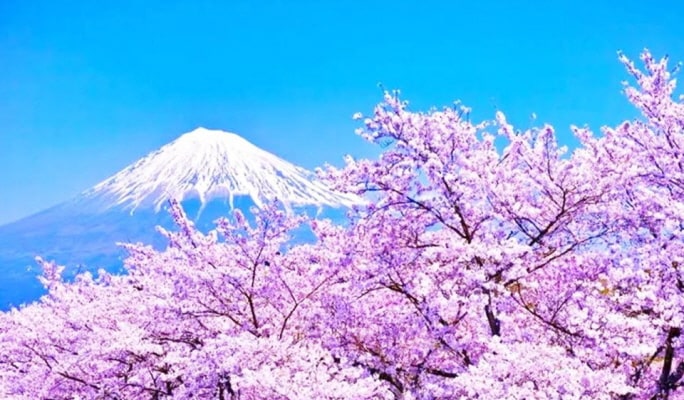 Mt. Fuji Hikawa Clock Shop + Hakone Open-Air Museum + Yumeno Ohashi Bridge 1 Day Tour from Tokyo