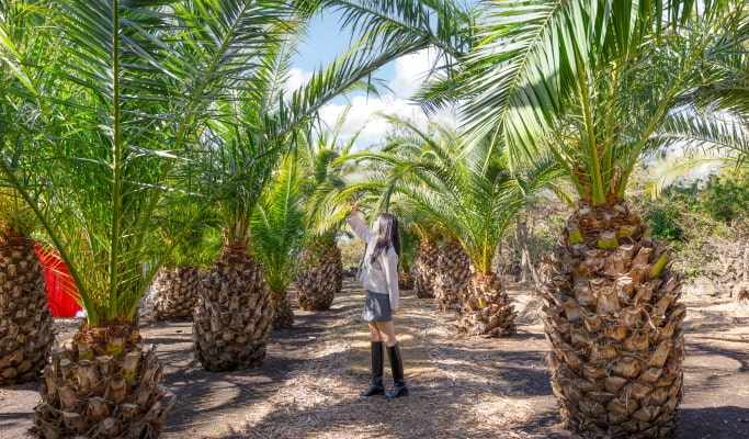 Jeju Udo Garden Discount Ticket